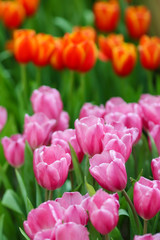Wall Mural - Beautiful tulip flowers with blured background in the garden. Pink tulip flowers.