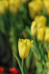 Wall Mural - Beautiful tulip flowers with blured background in the garden. Yellow tulip flowers. Selective focus.