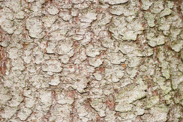 bark of a tree