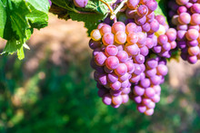 Closeup Of Purple Grapes On Vine