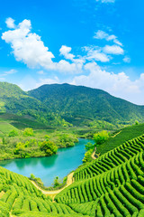 Green tea mountain on a sunny day,tea plantation natural background.