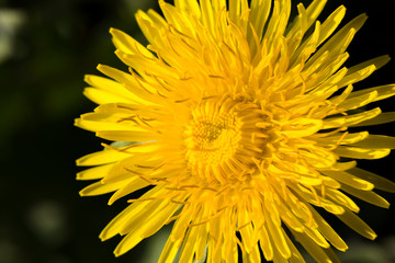 beautiful dandelion flower