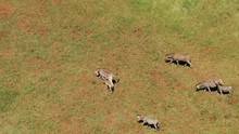Baby Zebra's And Family Walking In The Veld