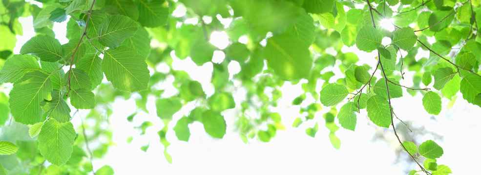 fresh green leaves tree close up.  leaves nature abstract background. summer season. banner. copy space.