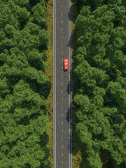 Road forest