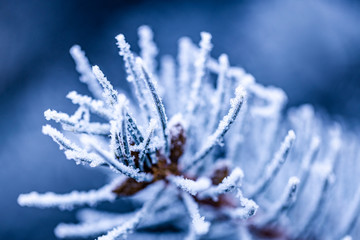  Pine branches covered with hoarfrost, cold blur tones, winter nature closeup
