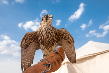 Portrait of a saker falcon on the backdrop of a blue sky. Liwa desert, Abu Dhabi, United Arab Emirates.