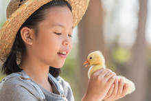 Happy Little Girl With Of Small Ducklings Sitting Outdoor. Portrait Of An Adorable Little Girl, Preschool Or School Age, Happy Child Holding A Fluffy Baby Gosling With Both Hands And Smiling..