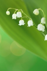 Wall Mural - Lily of the valley may flower with green leaves on a light green background. Soft blurry focus.Floral tender spring background.Spring flowers. copy space. Flower card