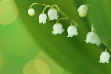 Wall Mural - Lily of the valley may flower with green leaves on a light green background. Soft blurry focus.Floral tender spring background.Spring flowers. copy space. 