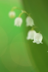 Wall Mural - Lily of the valley may flower with green leaves on a light green background. Soft blurry focus.Floral  spring background.Spring flowers. copy space. Flower card