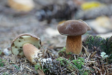Xerocomus Subtomentosus, Commonly Known As Suede Bolete, Brown And Yellow Bolet, Boring Brown Bolete Or Yellow-cracked Bolete, Wild Mushroom From Finland