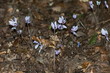 Purple and white cyclamen flowers on a dry leaves background, Sredna Gora mountain, Bulgaria  