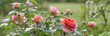 Beautiful orange pink nostalgic rose in a garden after rain