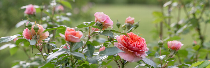 Wall Mural - beautiful orange pink nostalgic rose in a garden after rain