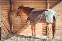 Chestnut Budyonny Gelding Horse In Halter And Blanket Eating Hay From Haynet In Shelter In Paddock