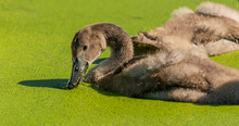 Young Swan Bird Swimming In The Green Water With Duckweed Diving Its Beak For Snack