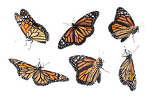 Set Of Many Flying Fragile Monarch Butterflies On White Background