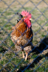 Canvas Print - Rooster in detail behind the fence.