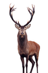 mature red deer stag isolated on white.