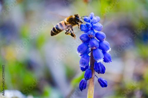 Cuadros en Lienzo abeille en vol butine une fleur, couleur en été