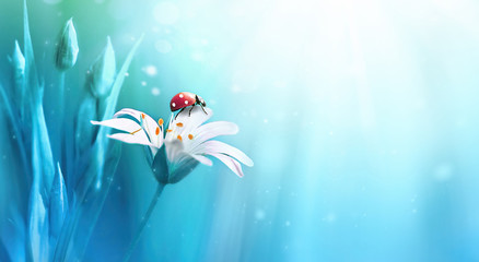 beautiful white forest flower with buds and ladybug on blue background in rays of light macro in nat