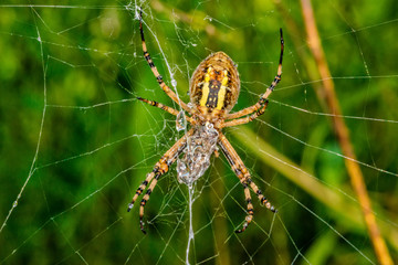 Wall Mural - Yellow black spider after rain shower. A spider covered with drops of water.