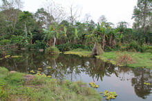 Pond In A Garden In Laos