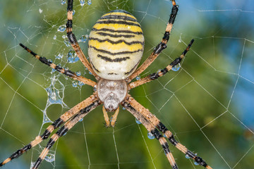 Wall Mural - Yellow black spider after rain shower. A spider covered with drops of water.