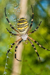 Wall Mural - Yellow black spider after rain shower. A spider covered with drops of water.