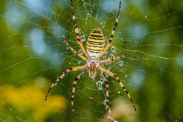 Wall Mural - Yellow black spider after rain shower. A spider covered with drops of water.