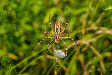 Wall Mural - Yellow black spider after rain shower. A spider covered with drops of water.