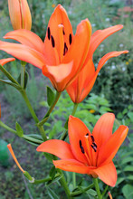 Orange Fire Lily (Lilium Bulbiferum) Ornamental Flowers In The Summer Garden.