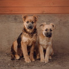 two mixed breed puppies sitting in a shelter