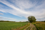 Fototapeta Góry - A country road running among mid-spring fields and meadows in the North Poland countryside. 