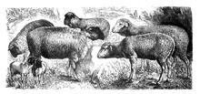 Sheep Collection Spring / Rhon Sheep And Franken Sheep /Old Antique Illustration From Brockhaus Konversations-Lexikon 1908
