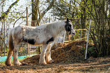 Wall Mural - Portrait of amazing animal, beautiful horse on nature background.