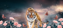 Fantasy Tiger Walking On Fabulous Magical Night Sky Background With Shining Stars And Clouds, Fairy Tale Rose Flower Valley And Flying Peacock Eye Butterflies, Fantastic Wide Panoramic Banner