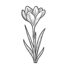 Crocus flower sketch engraving vector illustration. T-shirt apparel print design. Scratch board imitation. Black and white hand drawn image.