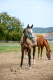 Fototapeta Konie - Portrait of amazing animal, beautiful horse on nature background.