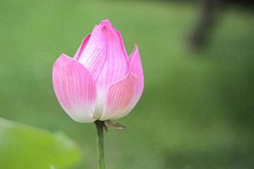 Beautiful Pink Lotus. Lotus a beauty for the water garden Nature photography flowers.  Close up of lotus bud with green back ground