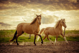 Fototapeta Konie - dwa konie na łące