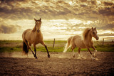 Fototapeta Konie - konie na pastwisku 