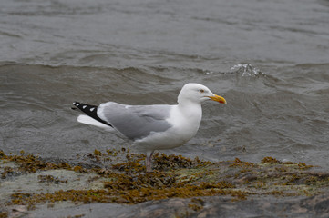 Side view of European herring gull (Larus argentatus).