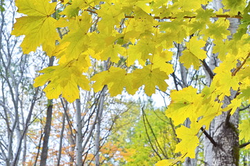 Autumn colorful background of autumn green and yellow leaves