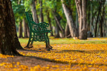 bench in public park morning