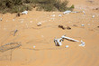 Tierskelett in der Wüste in den Vereinten arabischen Emirate.