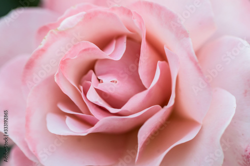 Dekoracja na wymiar  roza