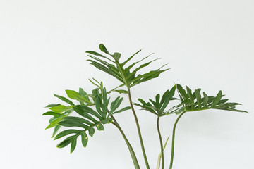 Wall Mural - Philodendron Xanadu in a pot on white background.