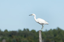 Immature Little Blue Heron Standing On A Post